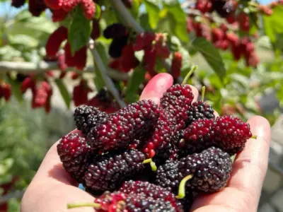 What is Shahtoot Known in English? Benefits, Uses and Interesting Facts About Mulberry