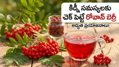 కిడ్నీ సమస్యలకు చెక్ పెట్టే 'రోవాన్ బెర్రీ'.. దీని అద్భుత ప్రయోజనాలు తెలిస్తే వదిలిపెట్టరు!