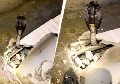 Six-foot cobra found hiding under toilet seat in Gurugram