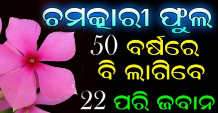 ବହୁତ ଚମତ୍କାରୀ ଅଟେ ଏହି ଫୁଲ, ୫୦ ବର୍ଷ ରେ ବି ଆପନ୍ନକୁ କରିଦେବ ୨୨ ପରି ଯବାନ, କେବଳ କରନ୍ତୁ ଏହିପରି ବ୍ୟବହାର- Health Tips
