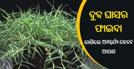 ଦୁବ ଘାସ ମିଳିଗଲେ ଚୁପଚାପ ଛିଣ୍ଡାଇ ରଖି ଦିଅନ୍ତୁ, ଏହି ସବୁ ରୋଗକୁ ଅତି ସହଜରେ ଭଲ କରି ଦେଇଥାଏ