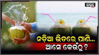 ନଡ଼ିଆ ଭିତରକୁ ଏତେ ସଫା ପାଣି ଆସେ କେଉଁଠୁ? ଜାଣନ୍ତୁ ଏହା ପଛର ବୈଜ୍ଞାନିକ ରହସ୍ୟ