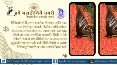 पंखांच्या फडफडीत दडलेले निसर्गाचे रहस्य; 'ब्लड लिली'चे अनोखे सहजीवन