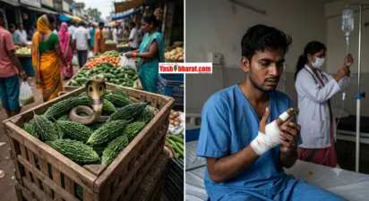 सब्जी मंडी में करेले छांटते वक्त निकला जहरीला कोबरा, युवक की उंगली में डंसा; सिम्स में बची जान