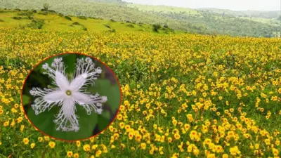 सह्याद्री फुलला! रानफुलांचा रंगोत्सव बहरला; काळ्याकभिन्न कातळांवरील हिरव्या गालिच्यावर.