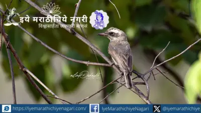 वाघापलीकडचे ताडोबा : एका कॉमन वुडश्राइकची पर्यावरणकथा