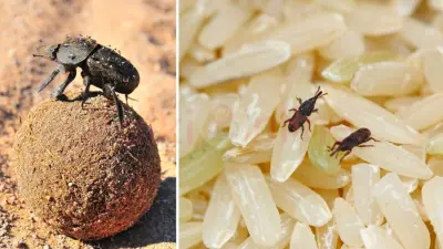 உங்கள் அரிசி மற்றும் பருப்புகளில் வண்டு தொல்லையா? இதை செய்தால் போதும்!
