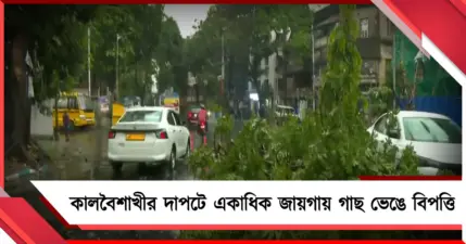 কালবৈশাখীর দাপটে ঝড়-বৃষ্টি, তাপমাত্রা কমলেও কলকাতায় একাধিক জায়গায় গাছ ভেঙে বিপত্তি