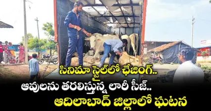 సినిమా స్టైల్లో ఛేజింగ్..ఆవులను తరలిస్తున్న లారీ సీజ్.. ఆదిలాబాద్ జిల్లాలో ఘటన