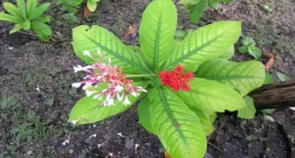 কোন গাছ বাড়িতে লাগালে সাপ আসে না? অনেকেই জানেন না- ১ঝলক