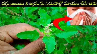 ఈ ఒక్క ఆకు చాలు.. దగ్గు, జలుబు, జ్వరం క్షణాల్లో మాయం!