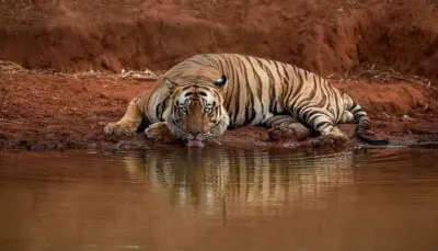 10 Wildlife National Parks To Explore In Karnataka