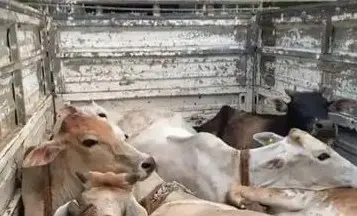 आसाममध्ये अवैधरीत्या जनावर वाहतूकीच्या संशयातून २३ जनावरे घेतली ताब्यात