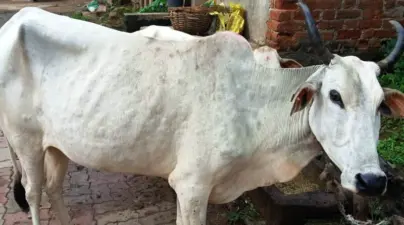 ଗୋରୁଗାଈଙ୍କୁ ବ୍ୟାପୁଛି ଚର୍ମରୋଗ "ଲମ୍ଫି"