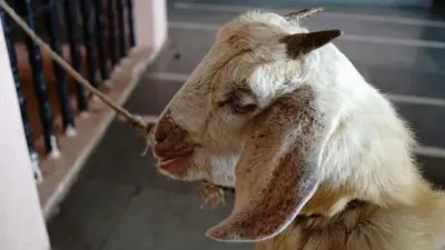 Bakrid 2026: When is Eid al-Adha in India and Saudi Arabia? Muslims in Kashmir to celebrate on May 27