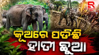 ଏକାଧିକ ଦିନ ପରେ କୂଅରୁ ଉଦ୍ଧାର ହେଲା ହାତୀ ଛୁଆ