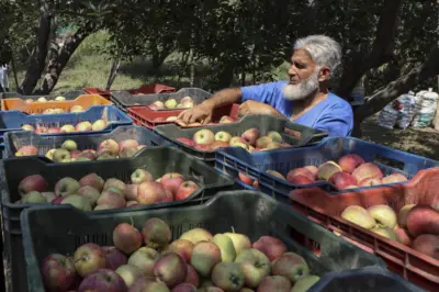 From Apples To Mānuka Honey: How the India-New Zealand FTA Impacts Agricultural Trade