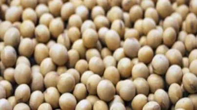 आज का सोयाबीन मंडी रेट (02 सितंबर 2026)