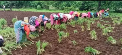 उमराठमधील असाध्य शेतकरी गटातर्फे १० एकर जागेवर नाचणी शेतीची लावणी