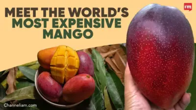 World's Costliest Fruit is a ₹3 Lakh Mango