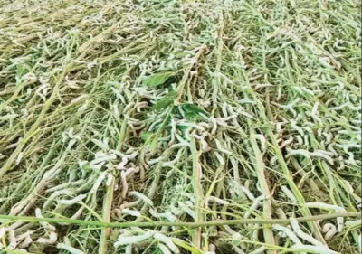 ರೇಷ್ಮೆ ಉತ್ಪಾದನೆ: ತುಮಕೂರು ರಾಜ್ಯದಲ್ಲೇ ಪ್ರಥಮ
