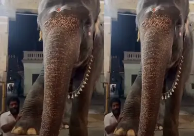 ಮುದ್ದಾಗಿ ಪಾದದ ಮಸಾಜ್ ಪಡೆಯುತ್ತಿರುವ ತಮಿಳುನಾಡಿನ ದೇವಸ್ಥಾನವೊಂದರ ಆನೆ!