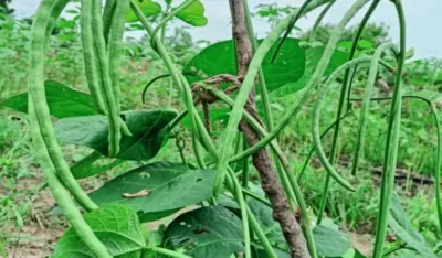 Telangana Horticultural University develops protein-rich cowpea variety