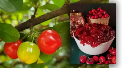 ಅನ್ನದ ಬಟ್ಟಲು: ಕೆಂಪು ಸುಂದರಿ ಈ ಬಾರ್ಬಡೋಸ್ ಚೆರ್ರಿ !