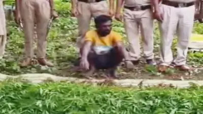छत्तीसगढ़ में फिर मिली गांजा की खेती : भानुप्रतापपुर में अरहर की फसल के बीच उगाया था, 4 लाख के पौधे बरामद, आरोपी गिरफ्तार