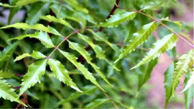 औषधी गुणधर्मांनी परिपूर्ण कडुलिंब साबण घरीच बनवा
