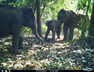 Tusks in the sky: Why elephants are climbing higher into Arunachal
