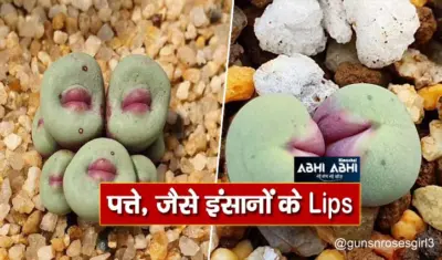 अजब-गजब! हूबहू इंसानी होंठ है इस पौधे के पत्ते, देखकर हैरत में पड़ जाएंगे आप