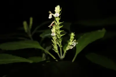 Assam: Rare plant rediscovered after 180 years