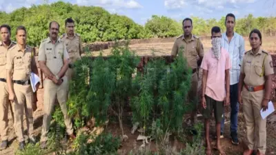 देवगडात अवैध गांजा पीक लागवड प्रकरणी एकास अटक