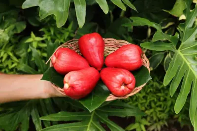 Benefits of Water Apple That Make It Perfect for Summer
