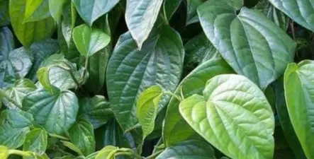 कोरड्या खोकल्यावर करा असरदार घरगुती उपाय