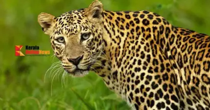 പരിയാരം മെഡിക്കല് കോളേജ് ക്യാമ്പസില് പുലിയിറങ്ങിയതായി അഭ്യൂഹം