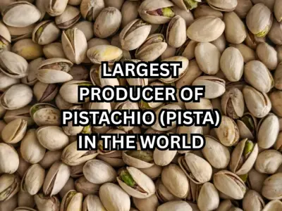 Which Country has Largest Producer of Pistachios (Pista) in the World? Here's the Answer