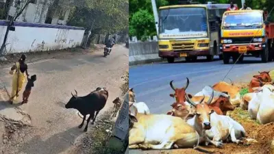 சாலையில் சுற்றித் திரியும் கால்நடைகள்: ஆபத்துகளைத் தவிர்க்க சில பயனுள்ள தீர்வுகள்!