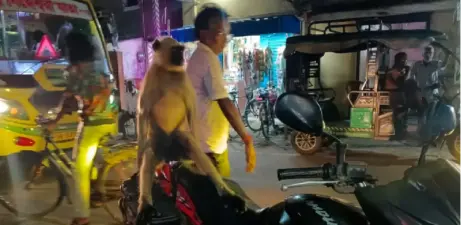 চা-পকোড়ার গন্ধে হাজির 'দুই খদ্দের'-ভান্ডারহাটিতে অদ্ভুত দৃশ্য ঘিরে কৌতূহল