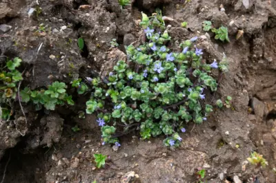 Rare flower missing since 1867 rediscovered in Arunachal