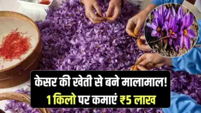केसर की खेती बनाएगी लखपति: 1 किलो के मिलते हैं 3 से 5 लाख रुपये, जानिए इनडोर एरोपोनिक्स से खेती करने का तरीका