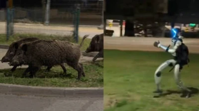 Viral Video Shows Humanoid Robot Chasing Wild Boars In Poland - WATCH