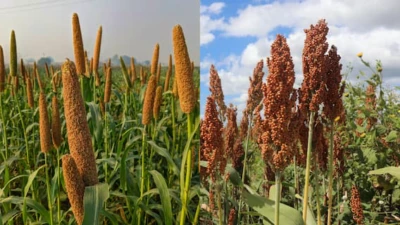Jowar Or Bajra: Which Millet Wins For Your Health?