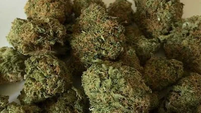 Man Held with Over 2 Kg Suspected Ganja in Calangute Raid