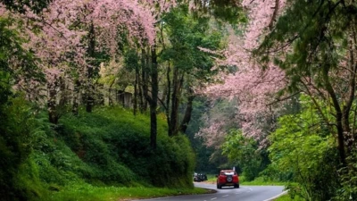 Experience the magic of cherry blossoms across India this season