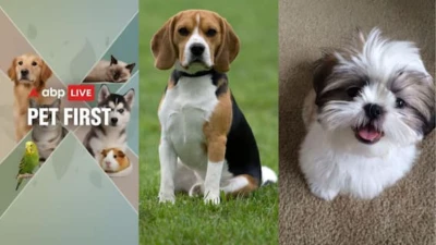 Pet First | 6 Easy Ways To Make Your Dog's Breath Smell Fresh All Day