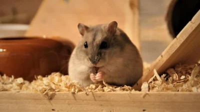 World Hamster Day 2026: 5 Adorable Hamster Breeds And Their Unique Traits