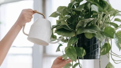 International Day Of Plant Health 2026: Smart Ways To Keep Your Indoor Plants Happy And Healthy