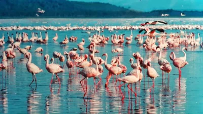 7 Stunning Migratory Birds That Travel Thousands Of Kilometres To Reach India